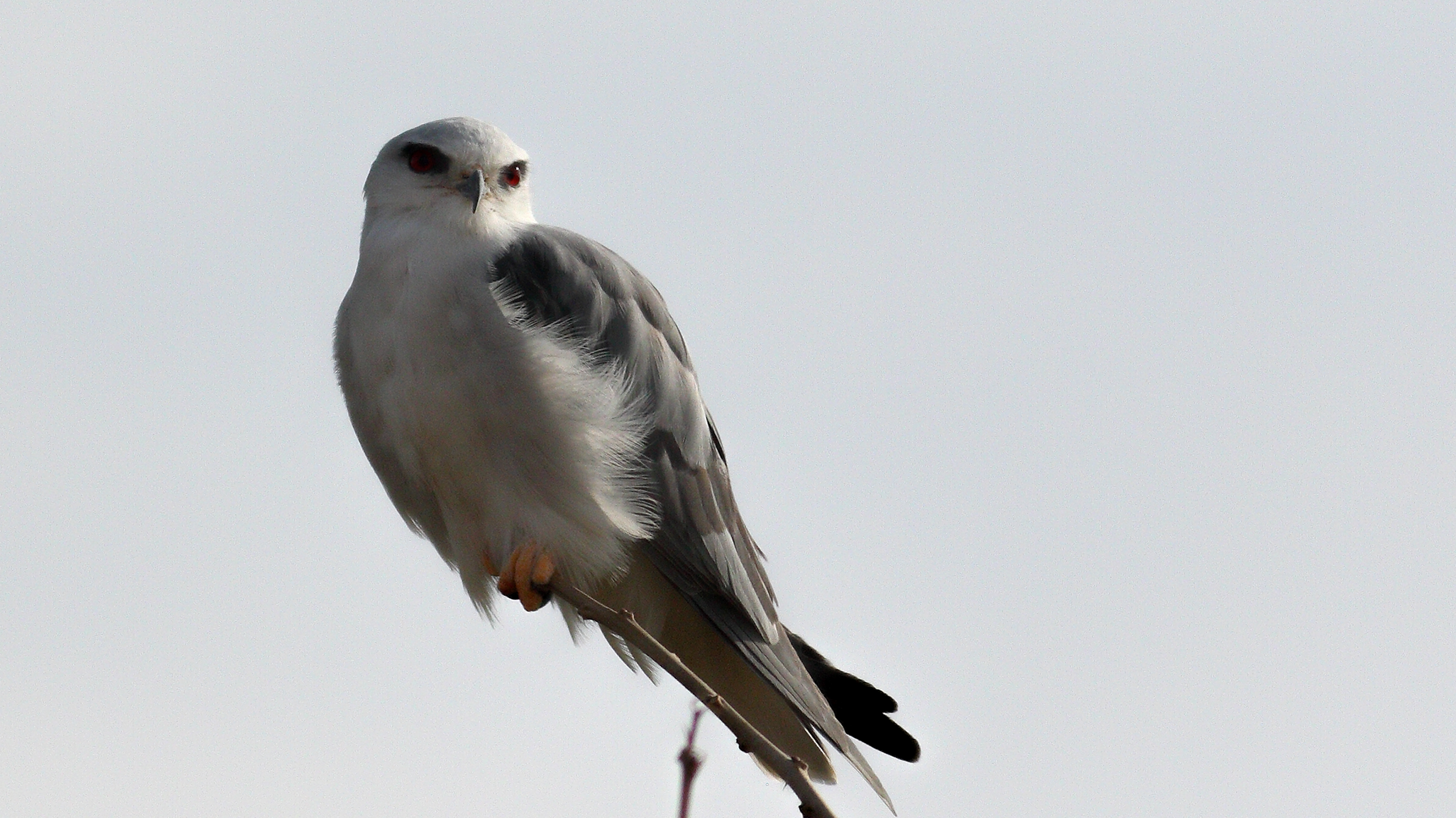 Black-winged Kite